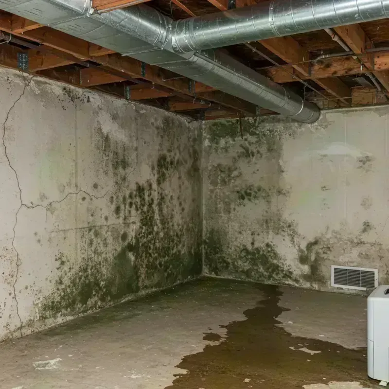 Professional Mold Removal in Depue, IL